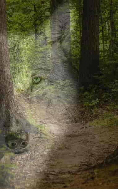 Krieg der Wölfe - Buchumschlag