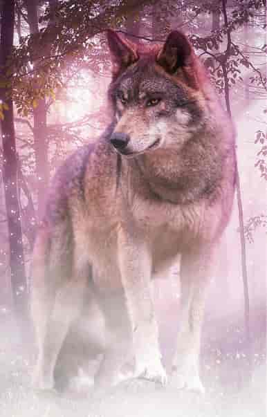 Die Wölfe aus dem Westen:Der wilde Krieg - Buchumschlag