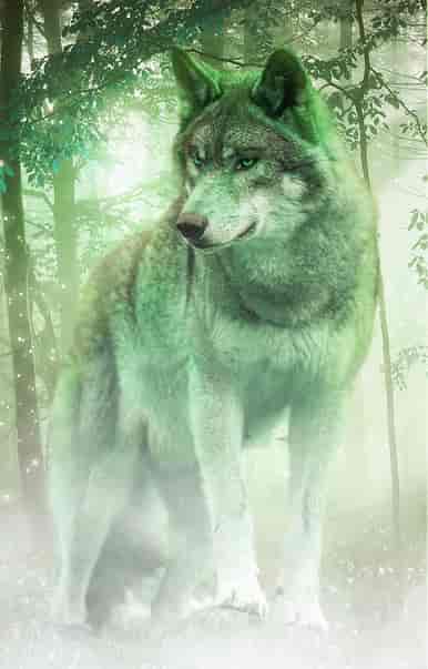 The She Wolf - Book cover